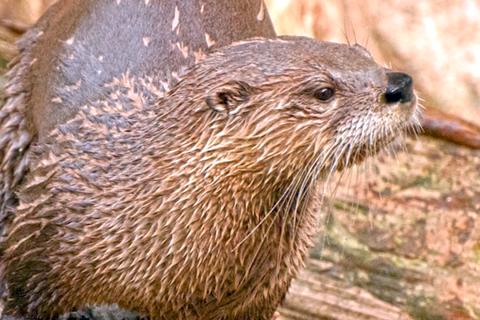 Photo of a river otter by Sheila Newenham