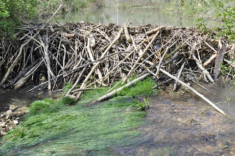 Photo of a beaver dam